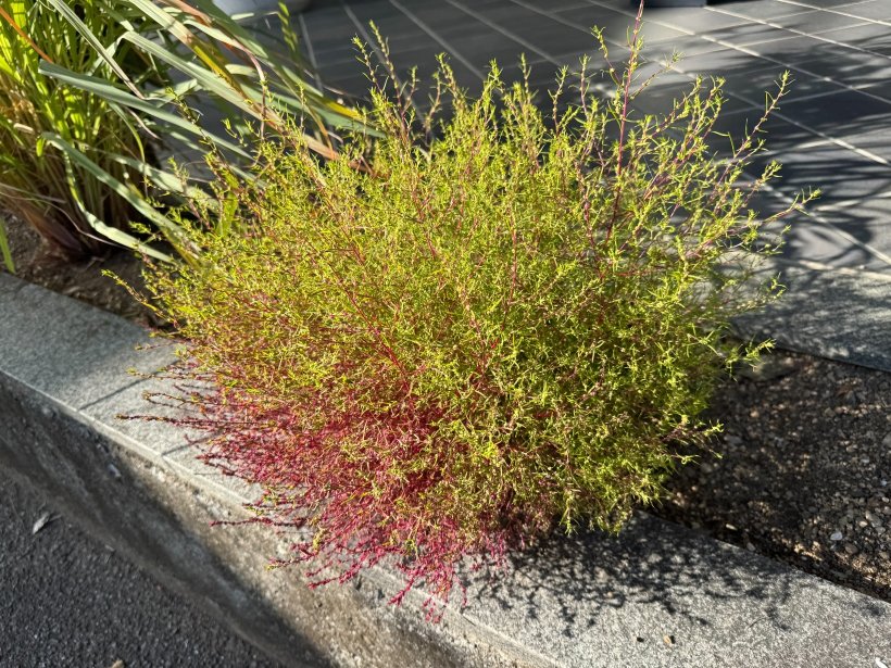 少しピンクになっているコキア